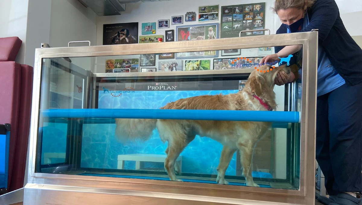 lucía entrenando a un perro en la piscina