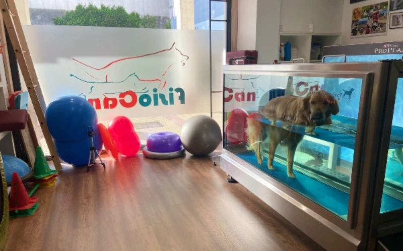 Labrador en la sesión de hidroterapia, con la cinta subacuática.